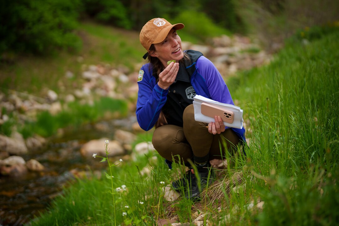 (Trent Nelson  |  The Salt Lake Tribune) Caitlin Willard leads a Hops Hunters Hike in Empire Canyon, Park City on Wednesday, June 8, 2022.