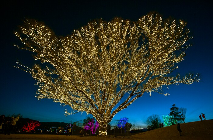 (Rick Egan | The Salt Lake Tribune) The largest willow tree at Draper City Park glows with more than1,000 strands of lights, creating what they call The Tree of Life on Thursday, Dec. 24, 2020.