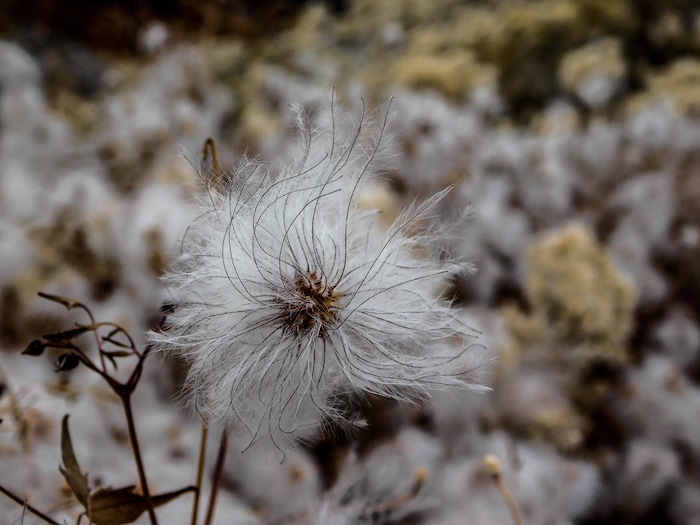 (Erin Alberty | The Salt Lake Tribune) Virgin's bower and rabbitbrush put on a year-end show of plumes outside Ophir town Nov. 20, 2017 in Tooele County.