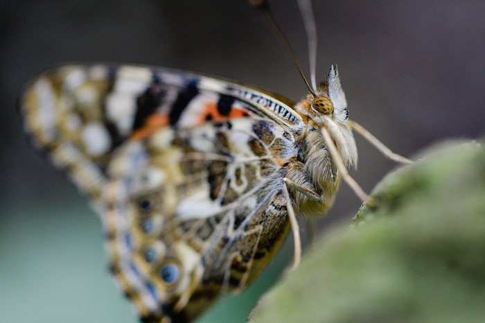 (Francisco Kjolseth  |  The Salt Lake Tribune)  The Loveland Living Planet Aquarium gets ready to put on display 650 Painted Lady butterflies as part of their Journey to South America gallery which opens to the public on Friday. In the Spring they plan to add more species to the exhibit.