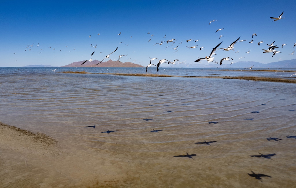 (Francisco Kjolseth  |  The Salt Lake Tribune) American avocet take flight along the shallow shores of the Great Salt Lake on Wednesday, July 3, 2024. 