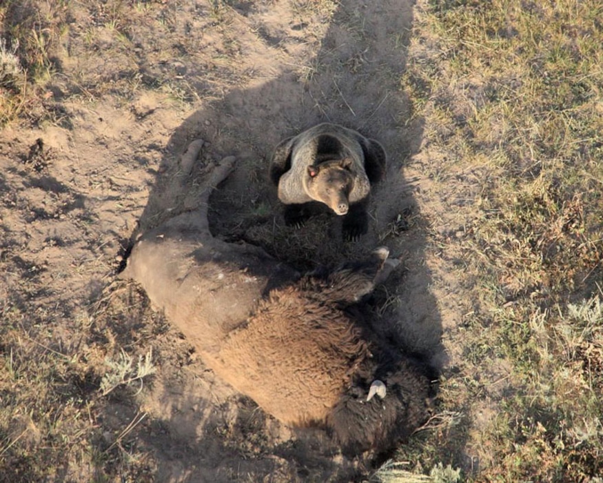 (Doug Smith | National Park Service)

A bear guarding his kill in Yellowstone National Park.