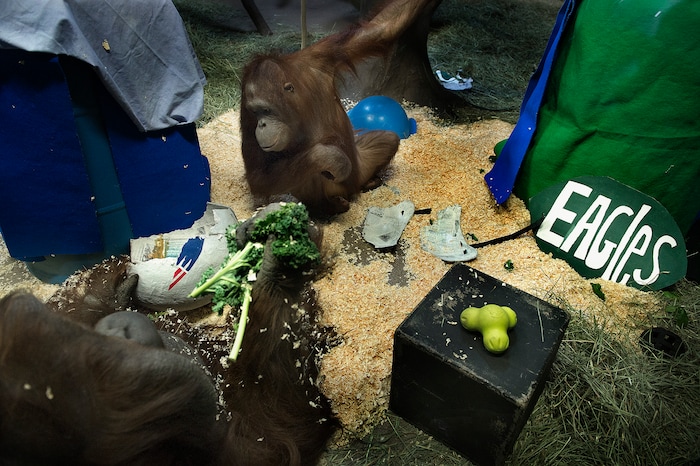Scott Sommerdorf | The Salt Lake Tribune
Mia, left, an adult male Bornean Orangutan settles down in the corner of the enclosure to munch on vegetables from inside the papier-mache helmet of the Philadelphia Eagles. Earlier, Acara,center, another of the Hogle Zoo's Bornean Orangutans, chose the New England Patriots as the winners of Super Bowl 52 by touching the Patriot helmet over the one representing the Philadelphia Eagles at Salt Lake City's Hogle Zoo, Thursday, February, 1, 2018.