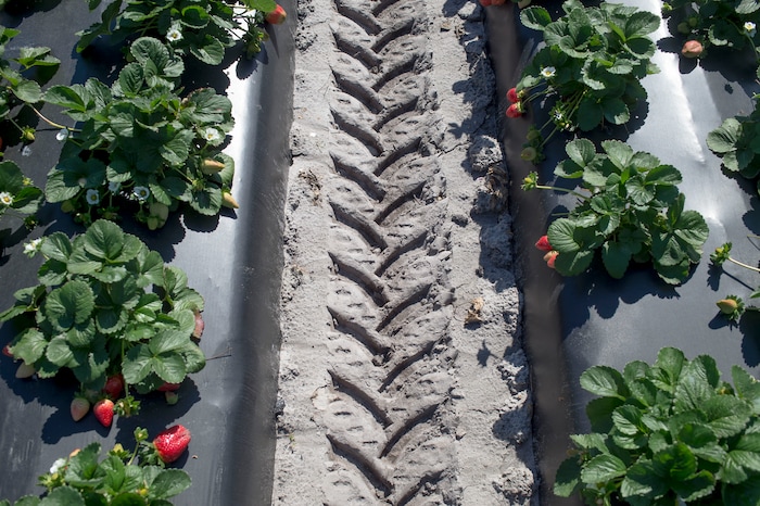(Zack Wittman  |  For The Washington Post)  Tire tracks from the Berry-4 automated strawberry harvesting robot are left behind as it picks through rows of plants on Wednesday, Feb. 6, 2019, at G & D Farms in Duette, Florida.