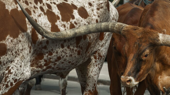 (Leah Hogsten | The Salt Lake Tribune) To kick off the start of Utah's Days of '47 rodeo week, Governor Spencer Cox, First Lady Abby Cox and working ranglers drove a herd of longhorn cattle from the heart of Salt Lake City to the  Utah Fair Park, Tuesday, July 19, 2022.