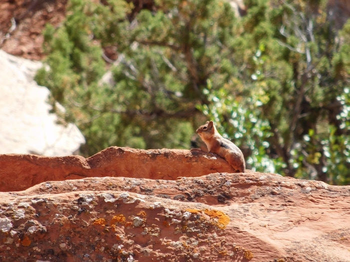 Erin Alberty  |  The Salt Lake TribuneA rodent scurries near the Desert Voices trail on May 27, 2017, at Dinosaur National Monument