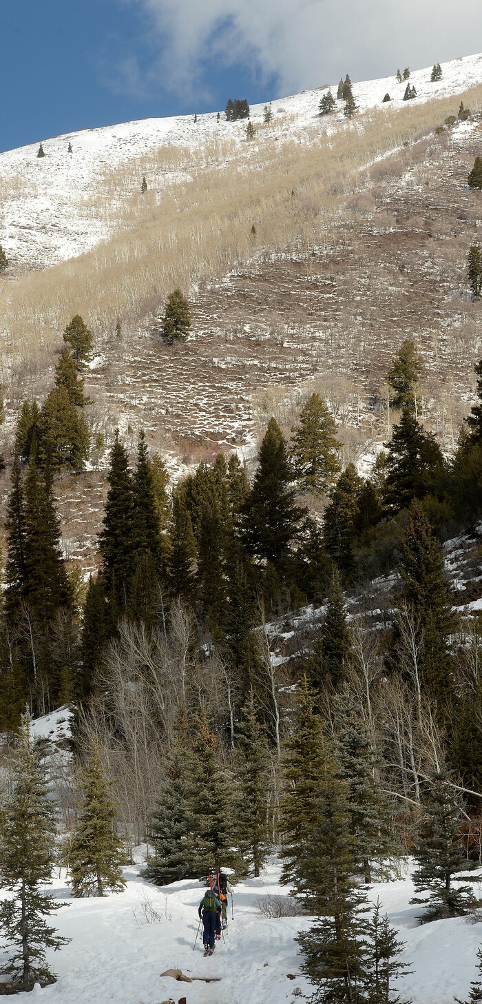 (Al Hartmann  |  The Salt Lake Tribune) 	
Backcountry skiers take off from Jordan Pines in Big Cottonwood Canyon Monday March 12.