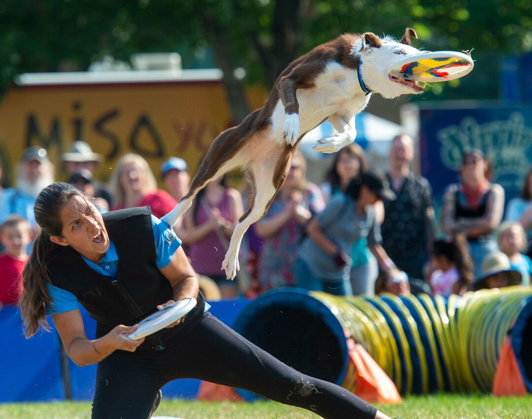 (Rick Egan  |  The Salt Lake Tribune)    Dee the trainer, works with a dog named Rogue, during the Extreme Dog Show, at the Utah State Fair Monday, Sept. 9, 2019.