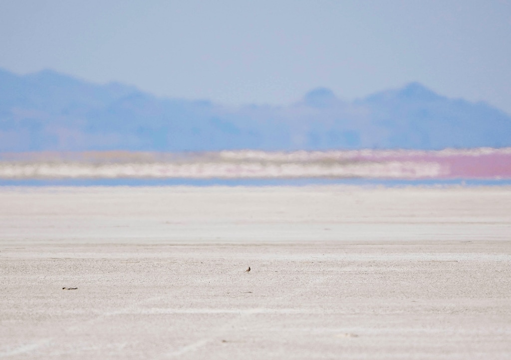 (Francisco Kjolseth  | The Salt Lake Tribune) A snowy plover scurries along the dry playa on the northern shore of the Great Salt Lake on Thursday, June 12, 2025.