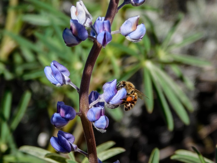 (Erin Alberty  |  The Salt Lake Tribune)

Lupine blooms April 1 near 900 East in Leeds.