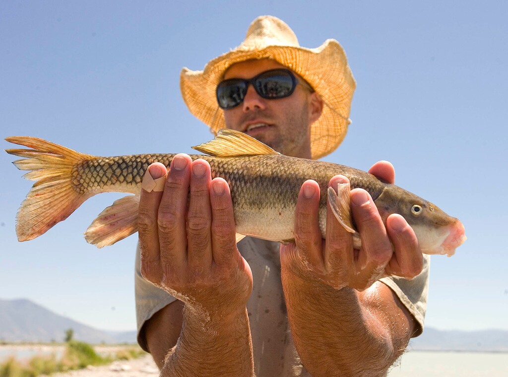 Paul Fraughton / Salt Lake Tribune
Chad Landress, a biologist with the Utah Division of Wildlife Resources holds a June sucker. Biologists working with The June Sucker Recovery Implementation Program have been monitoring the annual June spawning of the fish,netting them weighing and measuring them and tagging them when necessary.
Wednesday, June 20, 2012