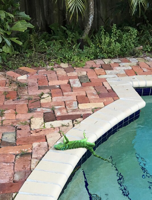 An iguana that froze lies near a pool after falling from a tree in Boca Raton, Fla., Thursday, Jan. 4, 2018. It’s so cold in Florida that iguanas are falling from their perches in suburban trees. (Frank Cerabino/Palm Beach Post via AP)