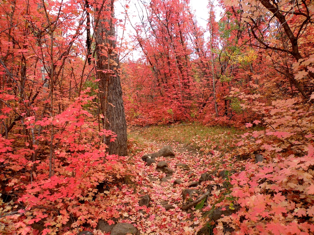 (Erin Alberty | The Salt Lake Tribune) Maples put on an autumn show on the Pine Creek Nature Trail.