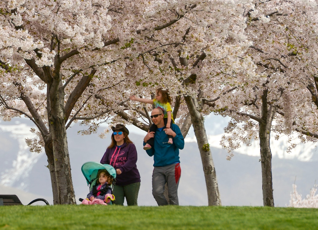 (Leah Hogsten  |  The Salt Lake Tribune) Thursday's sunshine and fresh air brought many visitors to the Capitol grounds to walk under the blossoming Yoshino cherry trees that line the .7 mile Memorial Walkway encircling Capitol Hill, April 9, 2020.