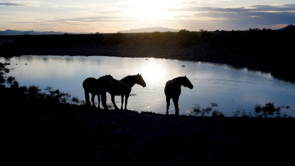 (Rick Bowmer | AP) Free-ranging wild horses gather at the watering hole Friday, May 13, 2022, as the sun sets near the U.S. Army Dugway Proving Ground.