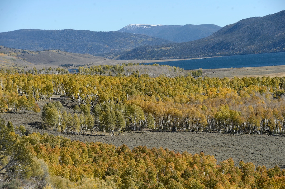 (Al Hartmann  |  The Salt Lake Tribune) 	
Pando, a clonal colony from a single male quaking aspen near Fish Lake, is believed to be the heaviest known organism. Pando is believed to be dying, mostly from deer browsing on young trees.