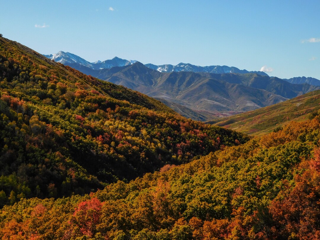 (Erin Alberty|The Salt Lake Tribune) Golden oaks and red-orange maples blanket the slopes of East Canyon on Oct. 9, 2017 near Big Mountain Pass.