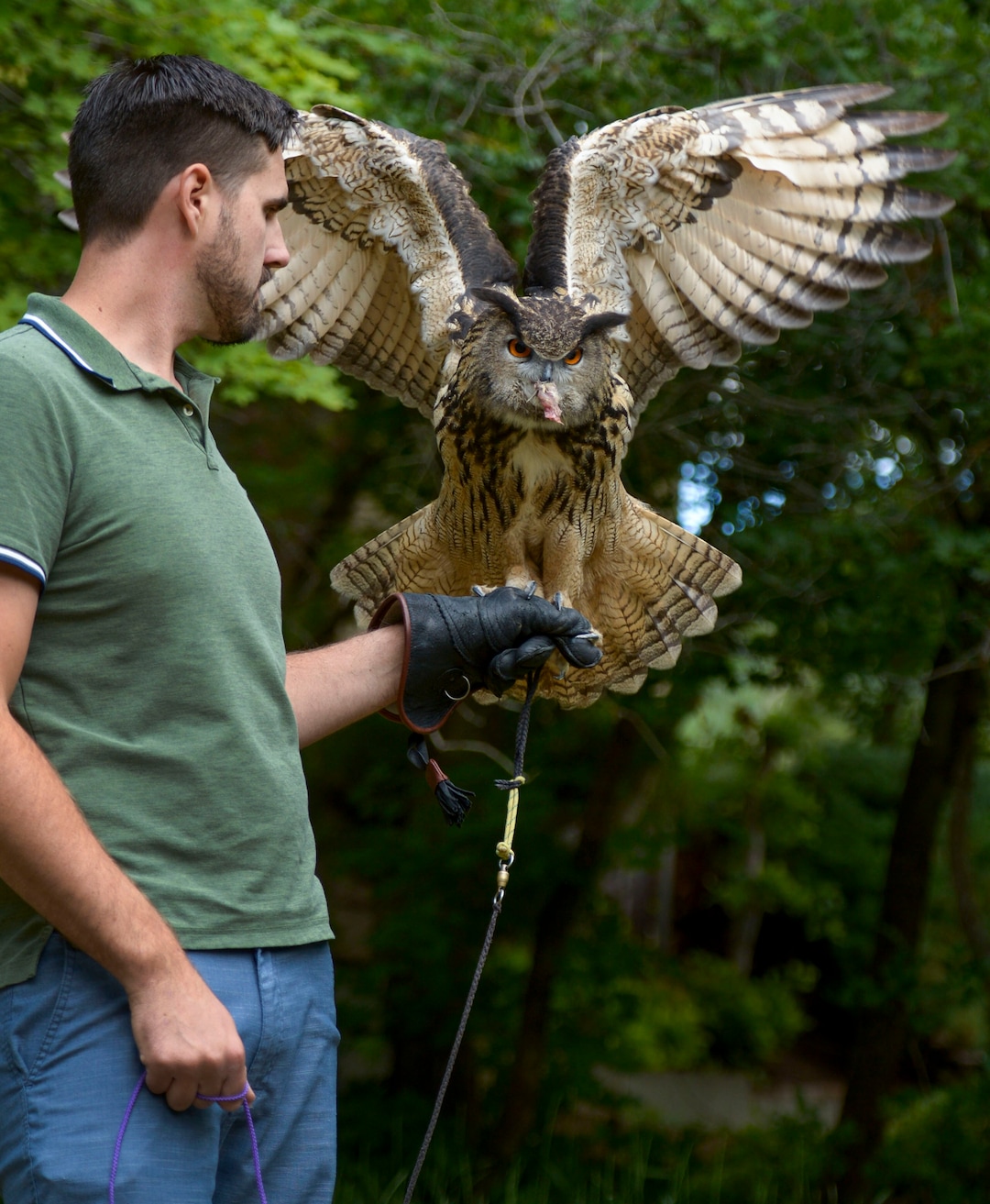 (Leah Hogsten  |  The Salt Lake Tribune) Falconer Nicholas Harris offers a perch for Koko, a Eurasian eagle owl for a bite of food, June 17, 2020.