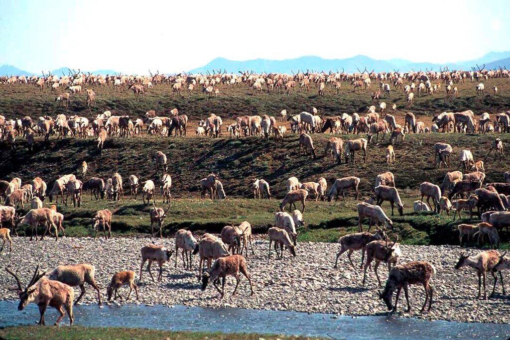 In this undated photo provided by the U.S. Fish and Wildlife Service, caribou from the Porcupine Caribou Herd migrate onto the coastal plain of the Arctic National Wildlife Refuge in northeast Alaska. A showdown is looming in the nation's capital over whether to open America's largest wildlife refuge to oil drilling. A budget measure approved by the Republican-controlled Congress allows lawmakers to pursue legislation that would allow drilling on the coastal plain of the Arctic National Wildlife Refuge. The refuge takes up an area nearly the size of South Carolina in Alaska's northeast corner. (U.S. Fish and Wildlife Service via AP)