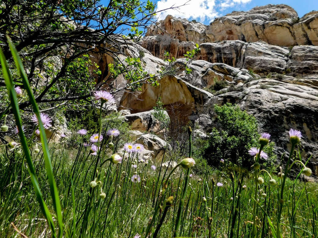 (Erin Alberty  |  Tribune file photo) Purple daisies blooming in Dinosaur National Monument’s Hog Canyon, as seen May 29, 2017. On Tuesday, the Bureau of Land Management auctioned off 74 oil and gas leases on public lands in Utah, including four parcels within view of the Dinosaur’s Quarry Visitor Center.