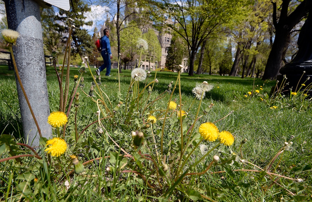(Al Hartmann  |  The Salt Lake Tribune) 	
Dandelions are in full bloom in front of Salt Lake City Hall on Monday April 23, 2018.