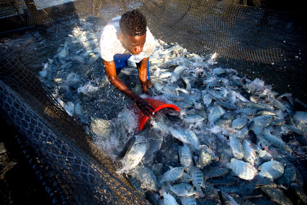 (Dieu Nalio Chery  |  AP file photo)  In this April 17, 2018 photo, Taino Aqua Fish worker Berthony Nelson removes tilapia from a cage in Lake Azuei Fond Parisien, Haiti. A week's crop can reach 20,000 pounds.