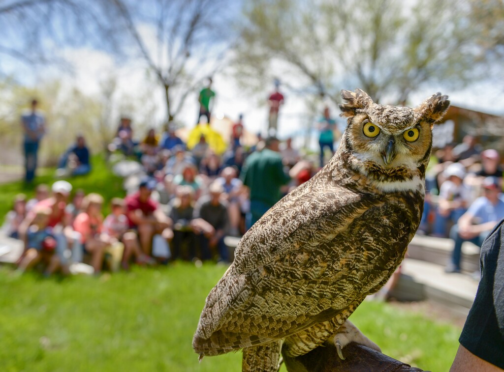 (Leah Hogsten | The Salt Lake Tribune) Winston, the great horned owl, on display as owl educators talk about his species during an Earth Day celebration at the Ogden Nature Center on Saturday, April 20, 2019. A case of avian influenza was confirmed by the Utah Division of Wildlife in May 2022 after a dead great horned owl was discovered in Cache County.
