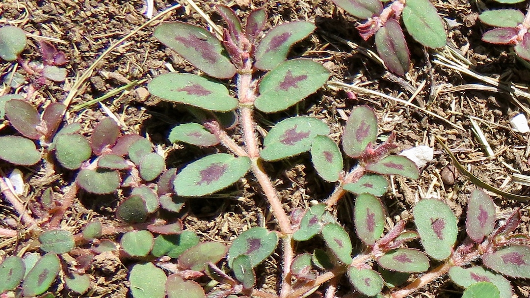(Courtesy photo | National Association of Landscape Professionals) Weeds, like this spotted spurge, could be plentiful this spring in Salt Lake City, which was named one  of the 10 worst cites for weeds and lawn disease in 2018