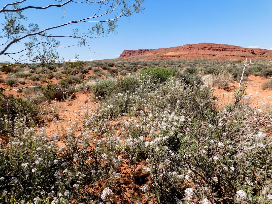 (Erin Alberty  |  The Salt Lake Tribune)

Wildflowers color the desert April 1, 2017 near the road ther Warner Valley, south of Hurricane.
