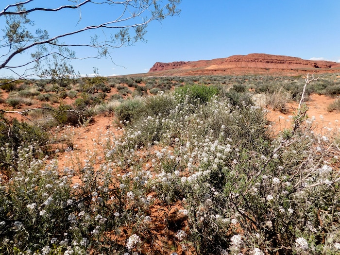 (Erin Alberty  |  The Salt Lake Tribune)

Wildflowers color the desert April 1, 2017 near the road ther Warner Valley, south of Hurricane.