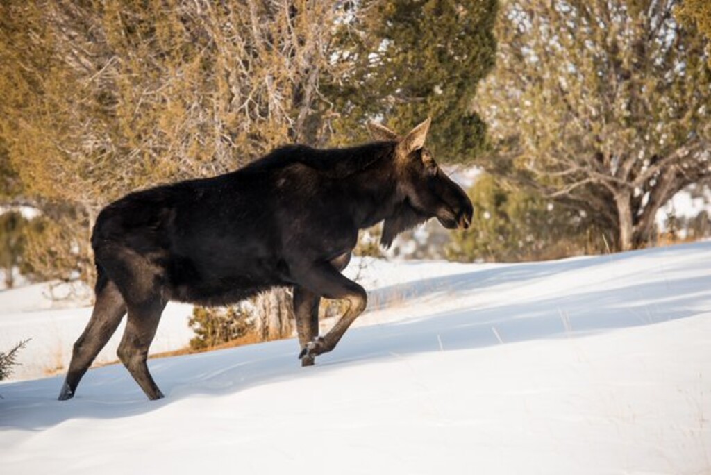 Courtesy  |  Utah Division of Wildlife ResourcesA bull moose was relocated after it wandered into Provo on Friday January 22, 2016.
