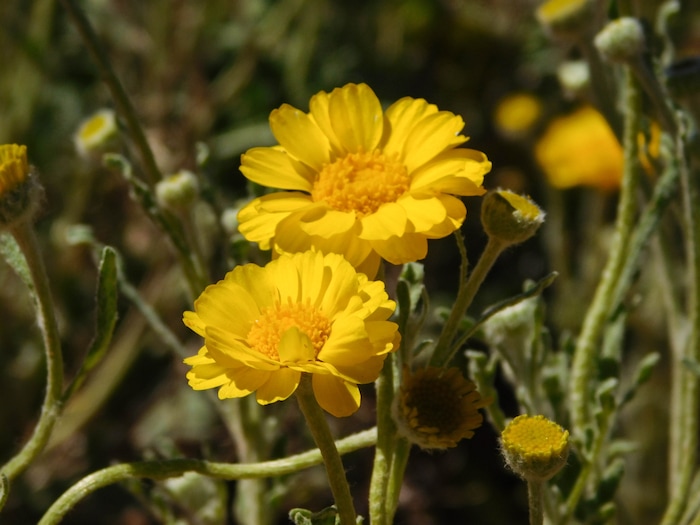 Erin Alberty  |  The Salt Lake Tribune

Wildflowers color the desert April 1, 2017 near the road ther Warner Valley, south of Hurricane.
