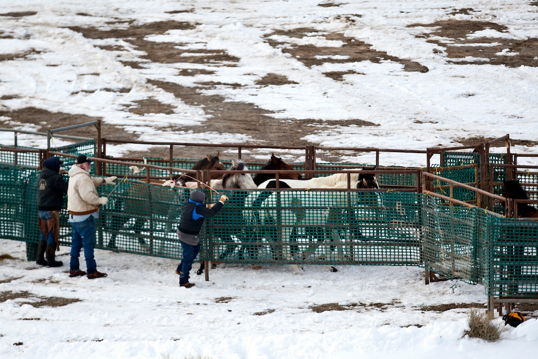 (Chris Detrick  | Tribune file photo)   Wild horses from Utahs Swasey herd are rounded up by Cattoor Livestock Roundup Co in the West Desert near the Swasey Mountains Thursday February 14, 2013. Under the Bureau of Land Management operation 50 miles west of Delta, helicopter wranglers gathered 262 horses. One hundred will be released back into the Swasey Herd Management Area  one of Utahs 19 HMAs on federal land. Many of the horses released will be mares treated with the contraceptive Porcine Zona Pellucida (PZP-22).