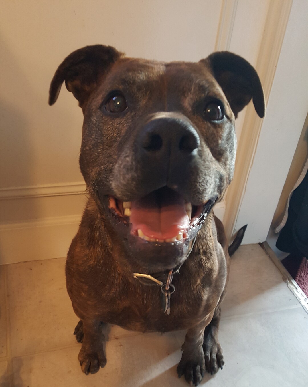 (Courtesy of Salt Lake County Animal Services)  Salt Lake County PAWlitical candidate Hera