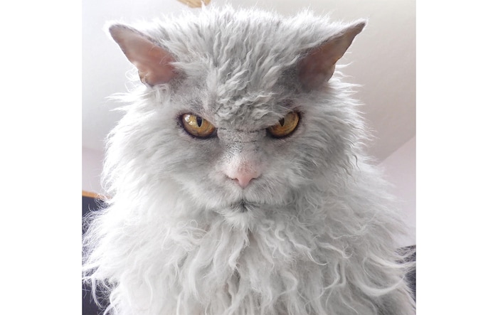 (Sage Singleton) Pompous Albert is offering to create snarky Valentine's Day cards for you.