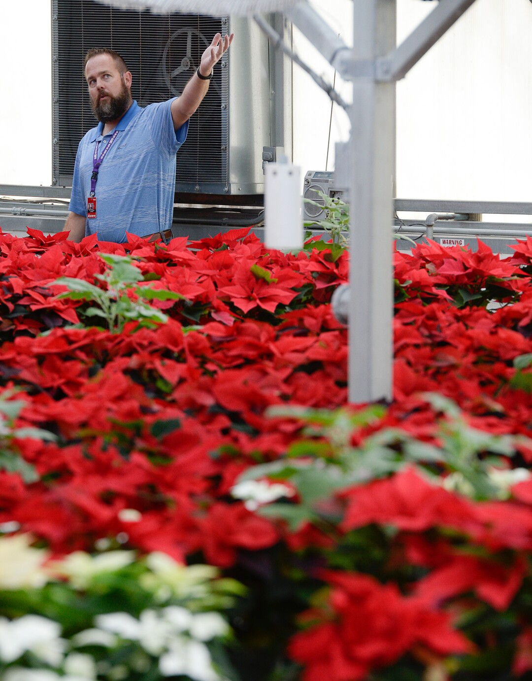 (Francisco Kjolseth  |  The Salt Lake Tribune)  Dave Tingey, Senior Airport Grounds and Pavement Supervisor at Salt Lake City International Airport tours the greenhouse near the control tower where they grow 1500 poinsettias for the holiday season. Starting Sunday staff will start to distribute the various breeds grown from small plugs to decorate the terminals for Christmas.