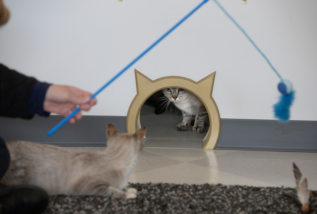 (Scott Sommerdorf   |  The Salt Lake Tribune)   Visitors can play with the 14 or so cats at Tinker’s Cat Cafe on 900 South in Salt Lake City on Thursday, Nov. 2, 2017.