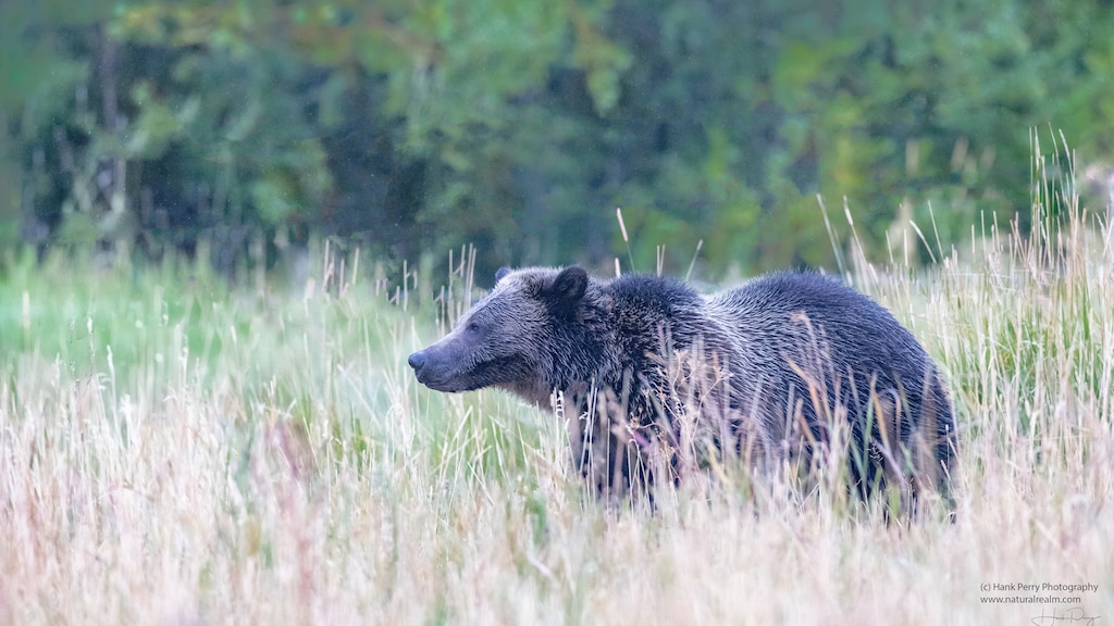 (Photo by Hank Perry via Writers on the Range)

A grizzly bear near the B Bar Ranch in Gardiner, Montana