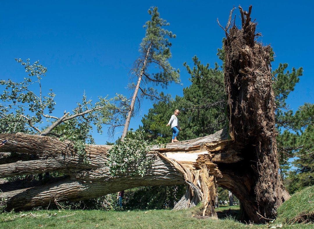 (Rick Egan  |  The Salt Lake Tribune)     Stella Panos, 7, walks on top of of of several dozen trees that were blow over by the heavy winds earlier this week, at Liberty Park on Saturday, Sept. 12, 2020.