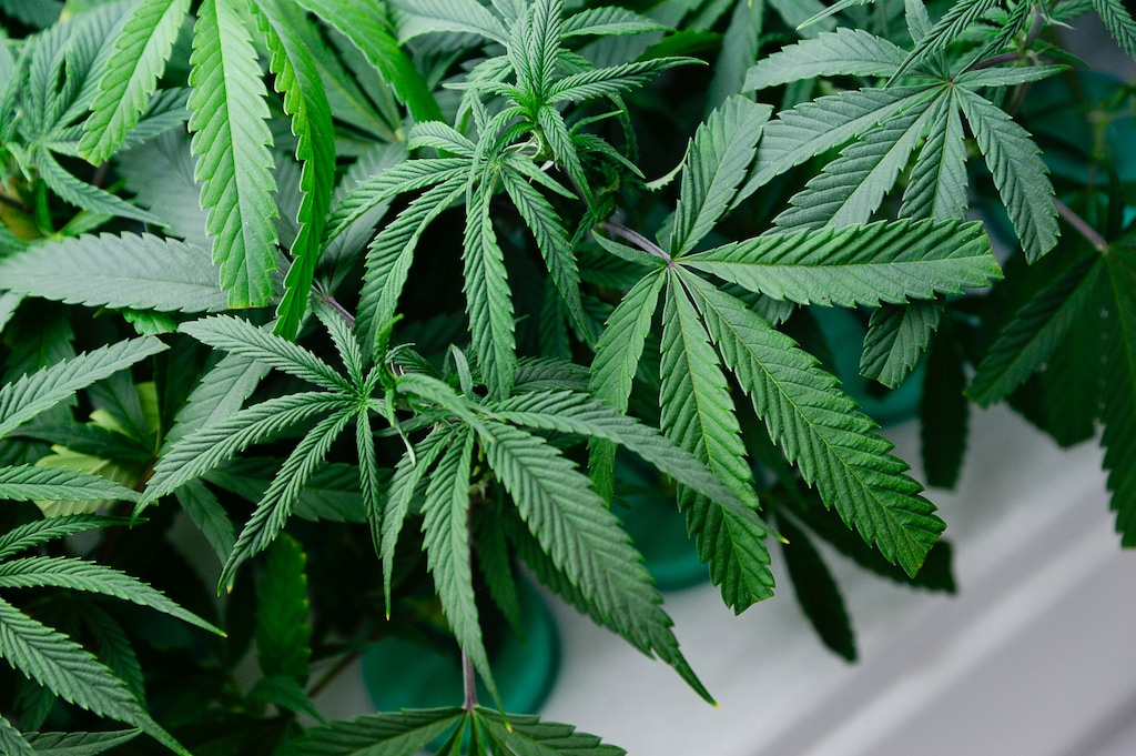 (Francisco Kjolseth | The Salt Lake Tribune) This photo depicts marijuana plants growing in a Utah medical cannabis nursery on Thursday, Jan. 30, 2020. With the U.S. Senate considering legislation to decriminalize possession of marijuana, is it time for Utah to do the same?