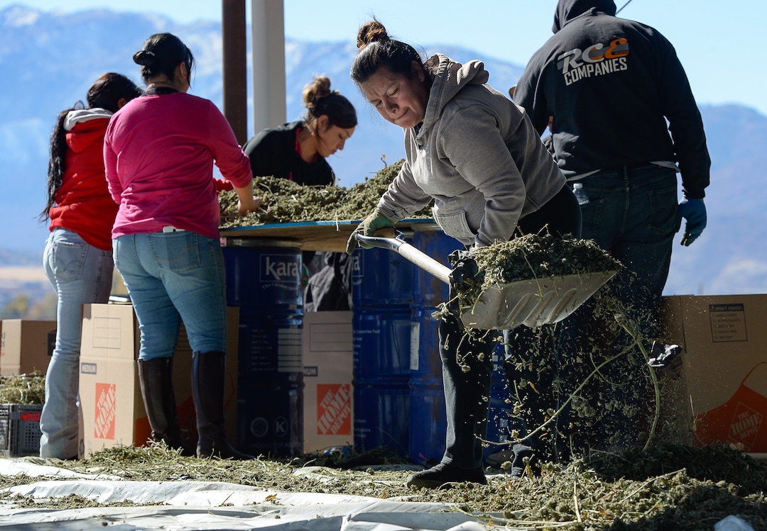 (Francisco Kjolseth  |  The Salt Lake Tribune)  Enedina Garcia shovels piles of dry hemp plant material as a small crew harvests the material by removing stems in the pre-extraction process before the CBD oils are removed. Long time farmer Jud Harward is wrapping up his first season of industrial hemp growing near Spanish Fork, Utah, willing to take on the challenge that has been a struggle for many farmers.