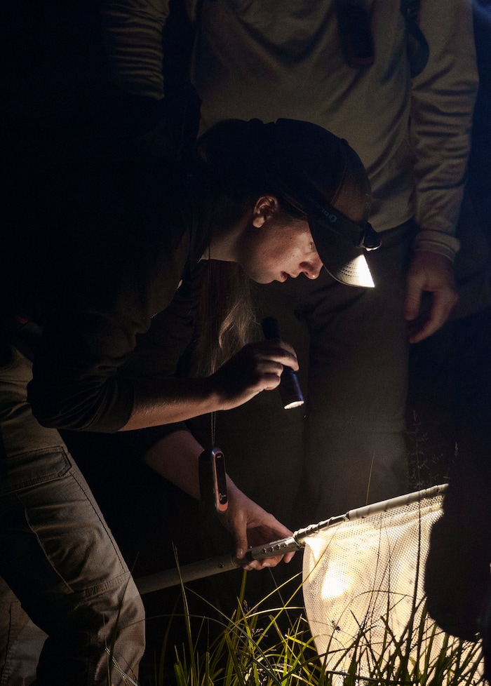 (Leah Hogsten | The Salt Lake Tribune) Kaitlyn Purington, a native aquatics biologist with the Utah Division of Wildlife Resources bags a boreal toadlet in the Bryant's Fork area of Strawberry Reservoir, March 1, 2022. Boreal toads donÕt draw the same attention as other native Utah species, but they play an important role in the state's high-altitude ecosystems. Lessons learned here could help bolster their populations throughout West.