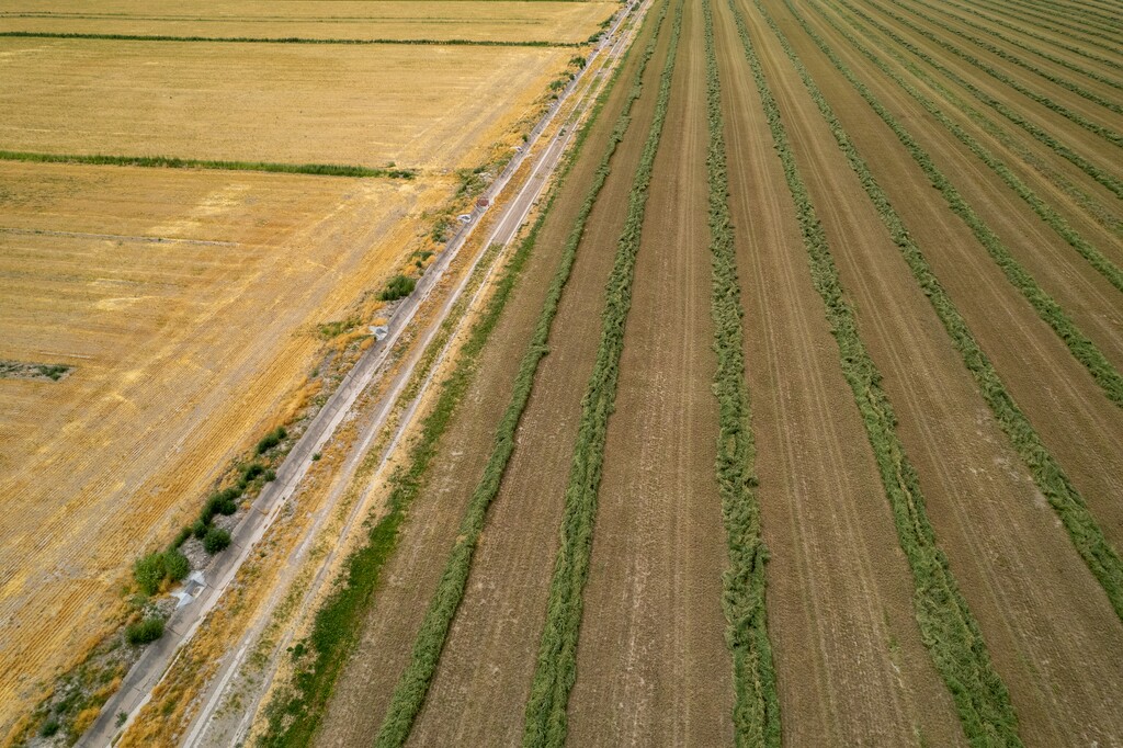 (Trent Nelson | The Salt Lake Tribune) A field of cut alfalfa in Delta on Friday, Aug. 5, 2022. Tribune journalists recently culled and analyzed data to report that Utah’s alfalfa and hay crops account for 0.2% of the state’s gross domestic product each year and use 68% of our state’s available water.