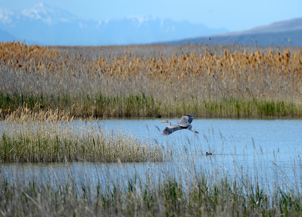 (Al Hartmann | The Salt Lake Tribune) Bear River Migratory Bird Refuge west of Brigham City. May is a time when nearly all of the breeding bird species like this Great Blue Heron are present on the refuge.