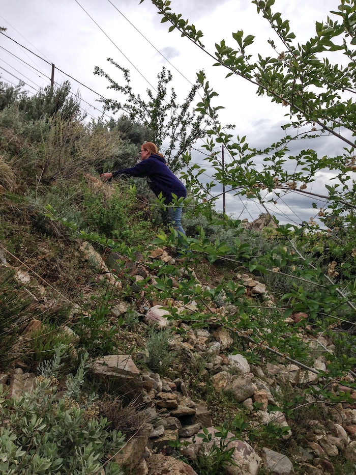 (Courtesy photo) Reporter Erin Alberty steps lightly over a steep section May 11, 2014 in her former backyard as she gardens a slope that had been covered in invasive Myrtle Spurge.