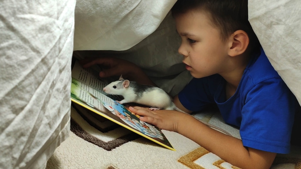 (Courtesy of Sundance Institute) A boy reads with his pet, one of the many thing happening on July 25, 2020, captured for the documentary "Life in a Day 2020," directed by Kevin Macdonald. It's an official selection of the Special Screenings section at the 2021 Sundance Film Festival — one that will be available for free to Utah residents.