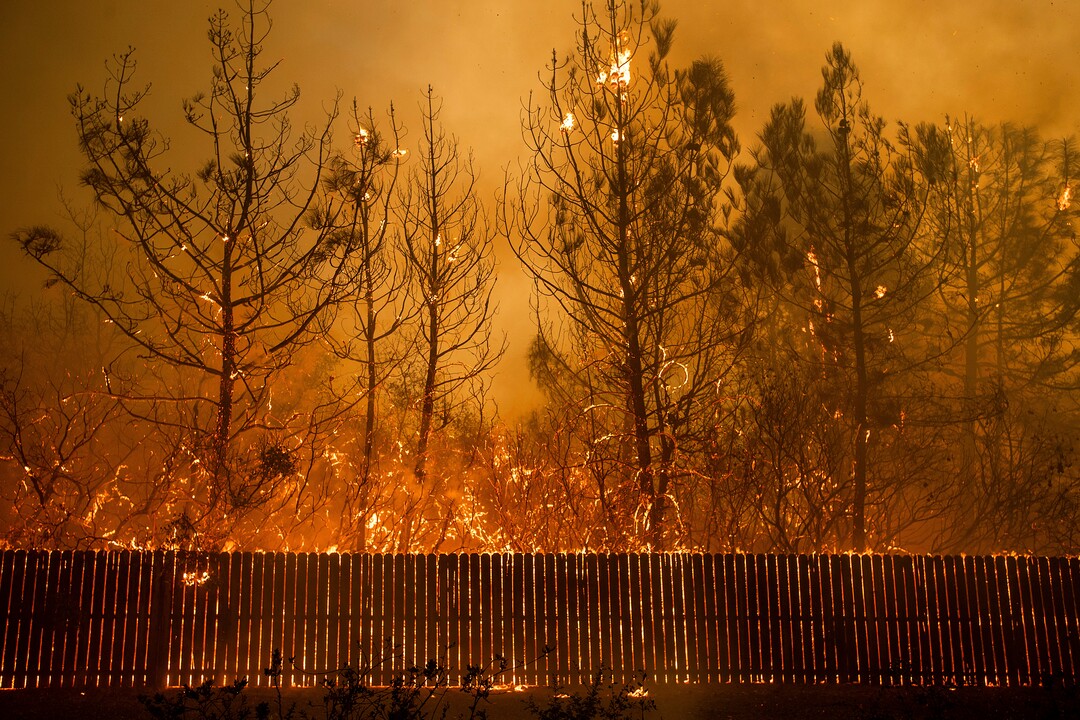 (Noah Berger | The Associated Press) Flames climb trees as the Camp Fire tears through Paradise, Calif., on Thursday, Nov. 8, 2018. Tens of thousands of people fled a fast-moving wildfire Thursday in Northern California, some clutching babies and pets as they abandoned vehicles and struck out on foot ahead of the flames that forced the evacuation of an entire town and destroyed hundreds of structures.
