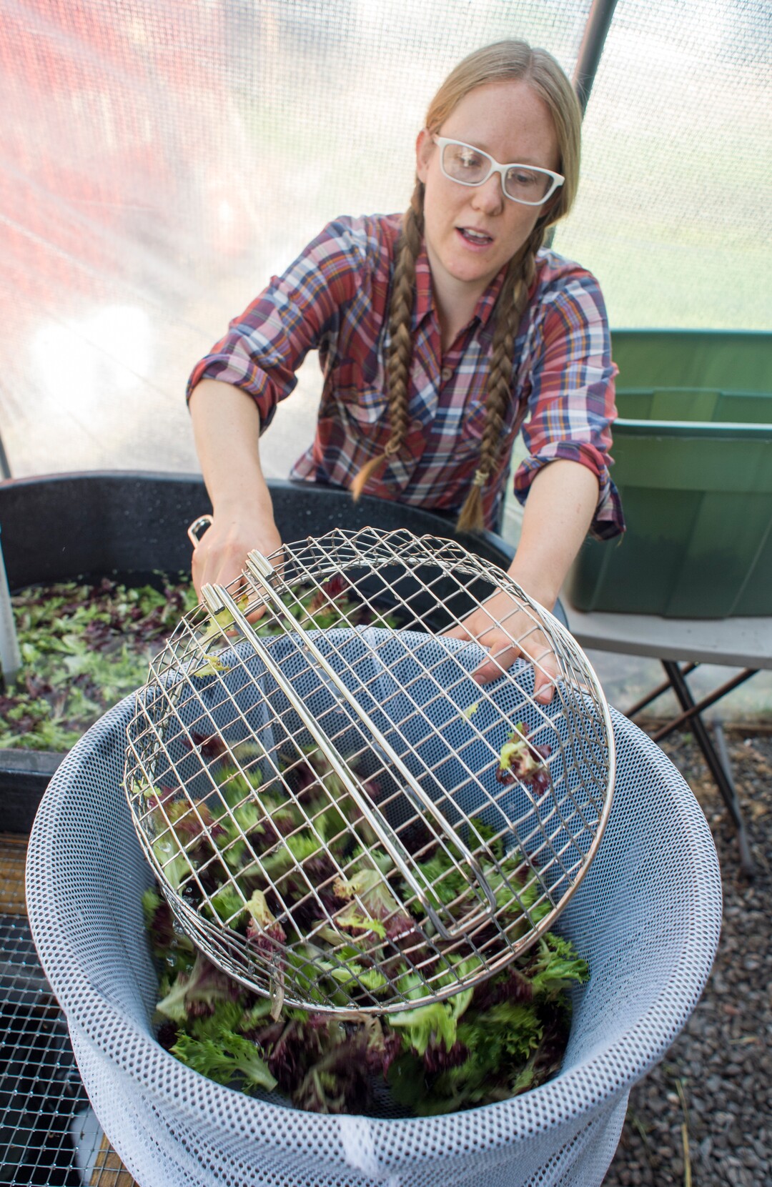 (Rick Egan  |  The Salt Lake Tribune)      Amanda Theobald, washes lettuce at the Top Crops urban farm in her back yard, in Salt Lake City, Tuesday, June 5, 2018.