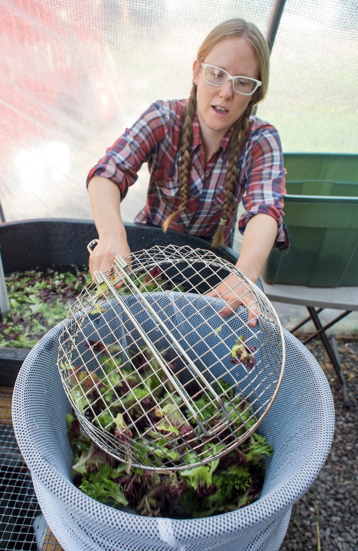 (Rick Egan  |  The Salt Lake Tribune)      Amanda Theobald, washes lettuce at the Top Crops urban farm in her back yard, in Salt Lake City, Tuesday, June 5, 2018.



