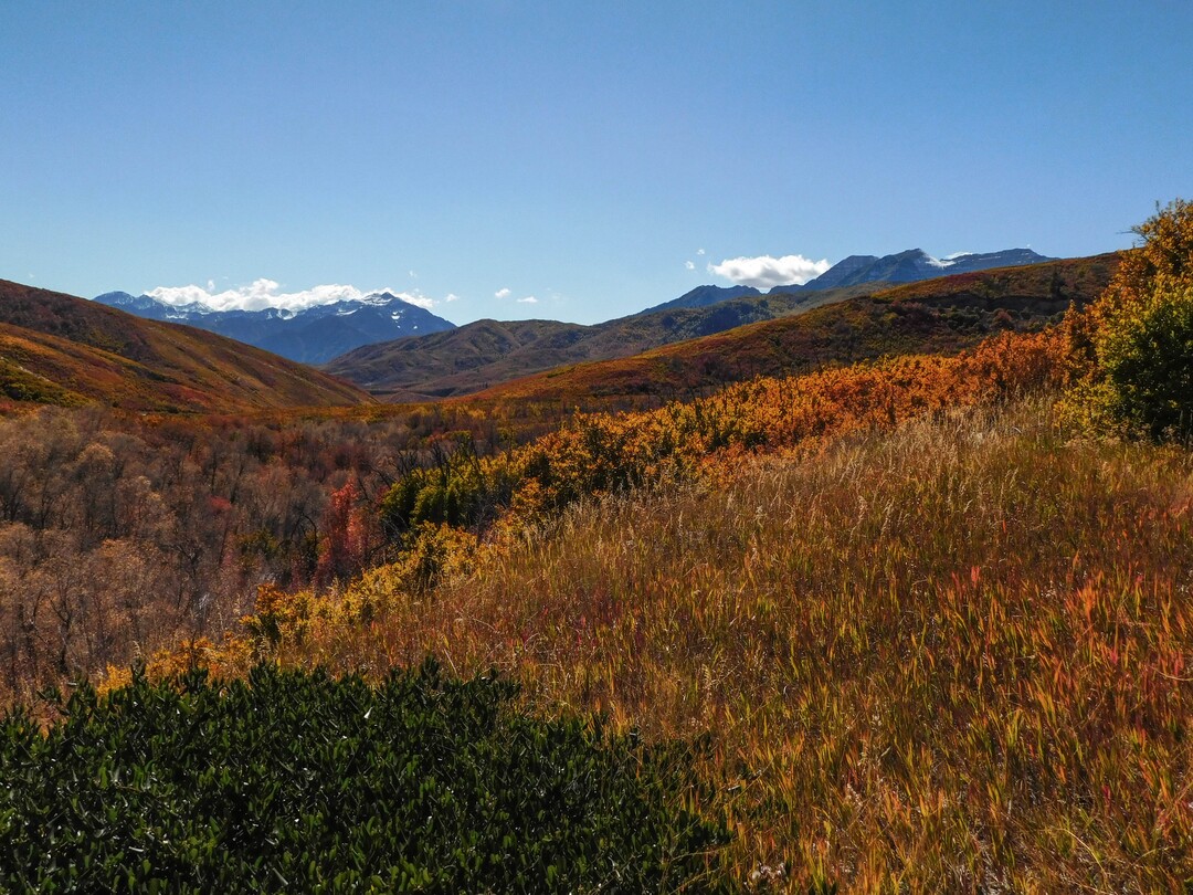 (Erin Alberty|The Salt Lake Tribune) Maples, oak, and aspen paint the slopes around Forest Road 114 with fall color on Oct. 9, 2017 in Wasatch County.